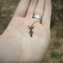 Carolina Green Anole