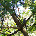 Pale-headed Rosella
