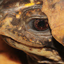 Eastern Box Turtle