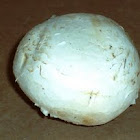 Edible Mushroom