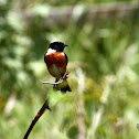 European Stonechat - Bramborníček černohlavý