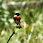 European Stonechat - Bramborníček černohlavý