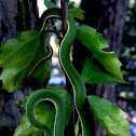 Pope's Bamboo Pit Viper