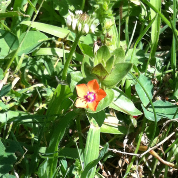 Spotting Image 1