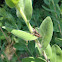 Grasshopper