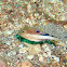 Sharpnose Puffer