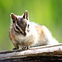 Colorado Chipmunk