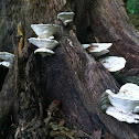 Poplar Bracket
