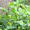 Jack in the Pulpit