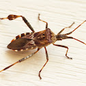 Western Conifer Seed Bug