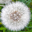 Dandylion