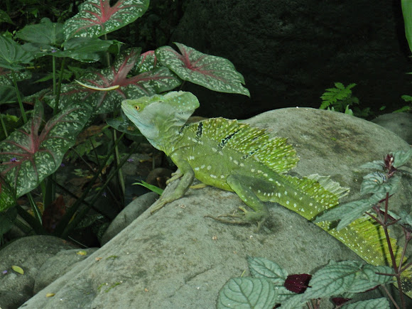 Spotting Image 1