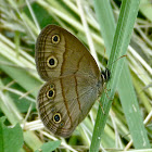 Viola's wood satyr