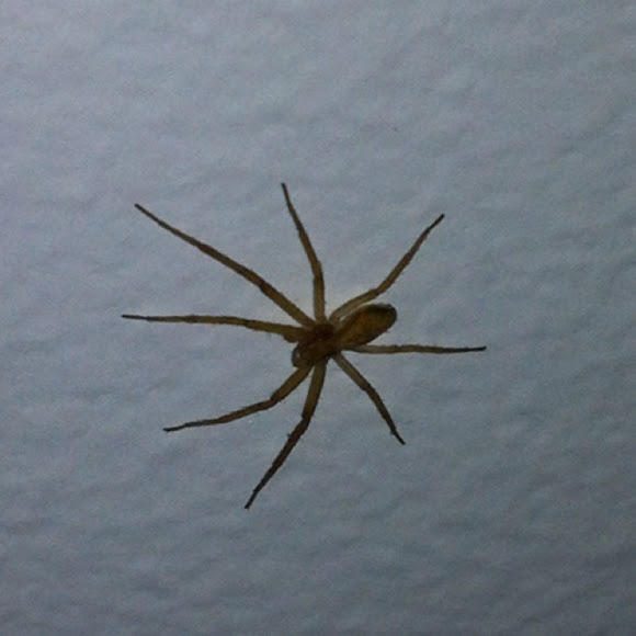 Spotting Image 1