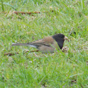 Dark-eyed Junco (Oregon)