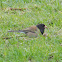 Dark-eyed Junco (Oregon)
