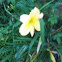 Day Lilly