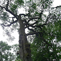 Pedunculate oak