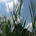Phragmites