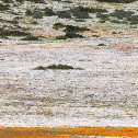 Cape Mountain Zebra