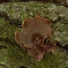 Tree Ear