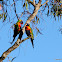 Rainbow Lorikeet