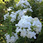 Garden phlox
