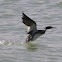 Red-breasted Merganser