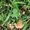 Four-leaf Clover