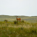 Mule Deer