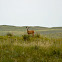 Mule Deer