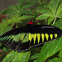 Rajah Brooke's Birdwing Butterfly