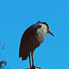 Black-crowned Night Heron