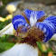 Walking Iris