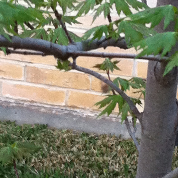 Spotting Image 1