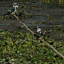 Pied kingfisher