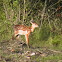 fawn