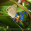Long Tailed Blue