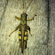 Grasshopper
