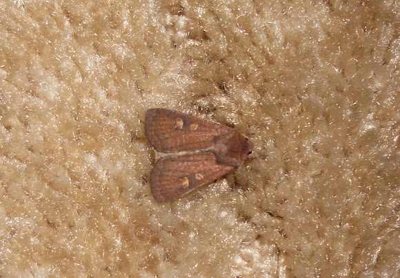 Spotting Image 1