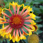 Blanket Flower