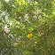Creosote