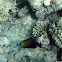 Scopas Tang or Twotone Tang 