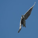 Black crowned night heron
