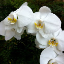 Orquidea