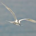 Black-naped Tern