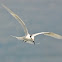 Black-naped Tern