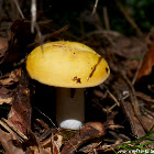 Gemmed Amanita