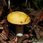 Gemmed Amanita