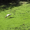 White Ibis